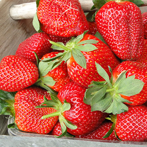 Strawberry Long Stems Food Gallery